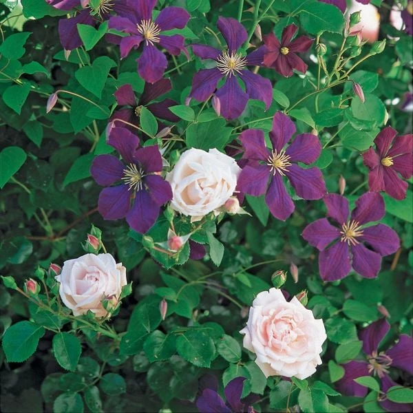 Dawn And Dusk Rose & Clematis Collection 4 Dawn And Dusk Rose & Clematis Collection - Image 2
