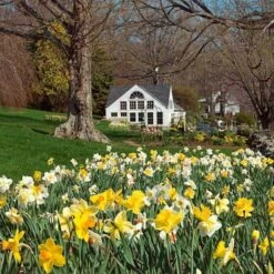 The Works Daffodil Mix -Planticaa Sales Store x600 11963
