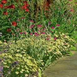 Coreopsis Verticillata 'Moonbeam' -Planticaa Sales Store x600 12032