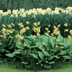 Erythronium 'Pagoda' -Planticaa Sales Store x600 12057