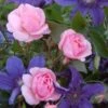 Rose Peachy Knock Out® 1 Rose Peachy Knock Out® -Planticaa Sales Store x600 12075