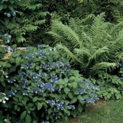 Hydrangea Serrata 'Blue Billow' -Planticaa Sales Store x600 12086