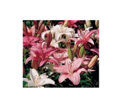 Strawberries & Cream Lilium Mix -Planticaa Sales Store x600 123
