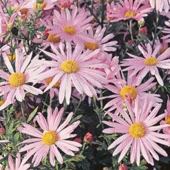 Chrysanthemum 'Clara Curtis' -Planticaa Sales Store x600 12363