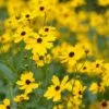 Coreopsis Palustris 'Summer Sunshine' -Planticaa Sales Store x600 12364 1