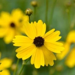 Coreopsis Palustris 'Summer Sunshine' -Planticaa Sales Store x600 12367