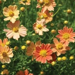 Coreopsis Verticillata Crème Caramel™ -Planticaa Sales Store x600 12369
