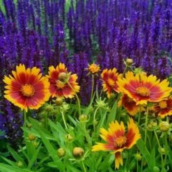 Coreopsis UpTick™ Gold & Bronze -Planticaa Sales Store x600 12378