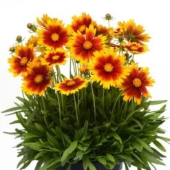 Coreopsis UpTick™ Gold & Bronze -Planticaa Sales Store x600 12379