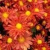 Chrysanthemum 'Pumpkin Igloo' -Planticaa Sales Store x600 12391