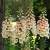 Digitalis Purpurea 'Dalmatian Peach' -Planticaa Sales Store x600 12398