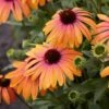 Echinacea Purpurea Butterfly™ Rainbow Marcella -Planticaa Sales Store x600 12412