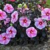 Hibiscus 'Starry Starry Night' -Planticaa Sales Store x600 12469