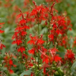 Lobelia Cardinalis -Planticaa Sales Store x600 12495