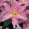 Lilium 'Graceland' -Planticaa Sales Store x600 12516
