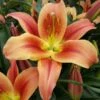 Lilium 'Montego Bay'