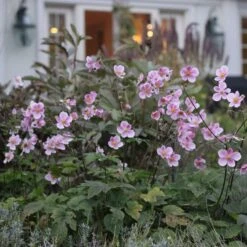 Anemone X Hybrida 'Robustissima' 11 Anemone X Hybrida 'Robustissima' -Planticaa Sales Store x600 12537