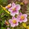Anemone X Hybrida 'Robustissima' -Planticaa Sales Store x600 12552