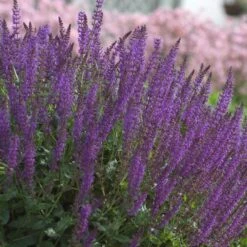 Salvia X Sylvestris 'May Night' -Planticaa Sales Store x600 12571