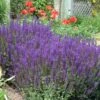 Monarch Butterfly Perennial Garden -Planticaa Sales Store x600 12572 2