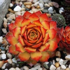 Sempervivum Chick Charms® 'Gold Nugget' -Planticaa Sales Store x600 12590