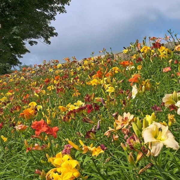 Collaboration For Sun For The South - Daffodils & Daylilies 3 Collaboration For Sun For The South - Daffodils & Daylilies