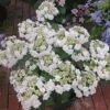 Hydrangea Macrophylla 'Wedding Gown' -Planticaa Sales Store x600 12693