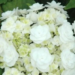 Hydrangea Macrophylla 'Wedding Gown' 7 Hydrangea Macrophylla 'Wedding Gown' -Planticaa Sales Store x600 12694