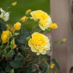 Rose Easy EleganceĀ® Yellow Submarine