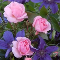 Full Season Color Duo Rose & Clematis Collection 9 Full Season Color Duo Rose & Clematis Collection -Planticaa Sales Store x600 12726