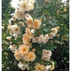 Rose Above And Beyond™ -Planticaa Sales Store x600 12750