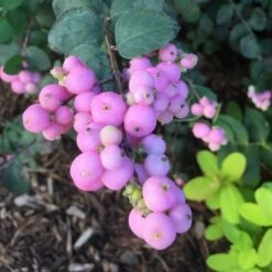 Symphoricarpos Proud Berry® -Planticaa Sales Store x600 12755