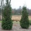 Thuja Occidentalis 'American Pillar' -Planticaa Sales Store x600 12770