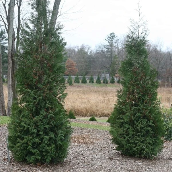 Thuja Occidentalis 'American Pillar' 3 Thuja Occidentalis 'American Pillar'
