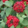 Viburnum Red Balloon® 1 Viburnum Red Balloon® -Planticaa Sales Store x600 12771