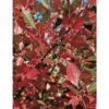 Aronia Arbutifolia 'Brilliantissima' -Planticaa Sales Store x600 12782