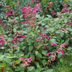 Salvia 'Wendy's Wish' 9 Salvia 'Wendy's Wish' -Planticaa Sales Store x600 13035