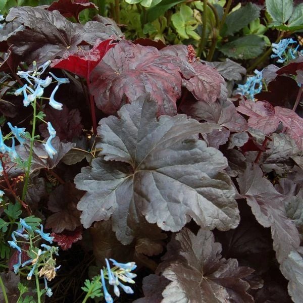 Heuchera 'Obsidian' 3 Heuchera 'Obsidian'