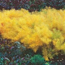 Amsonia Hubrichtii -Planticaa Sales Store x600 13168