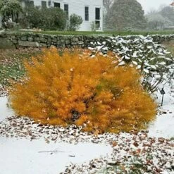 Amsonia Hubrichtii -Planticaa Sales Store x600 13170