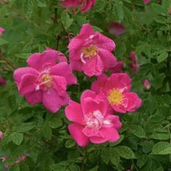 Rose 'William Baffin' -Planticaa Sales Store x600 13182