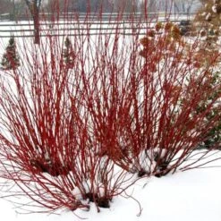 Cornus Stolonifera Arctic Fire® Red -Planticaa Sales Store x600 13207