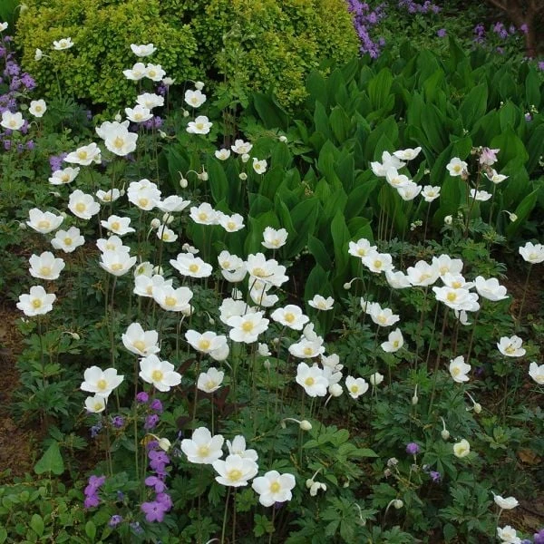 Anemone Sylvestris 5 Anemone Sylvestris - Image 3