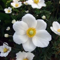 Anemone Sylvestris 9 Anemone Sylvestris -Planticaa Sales Store x600 13211
