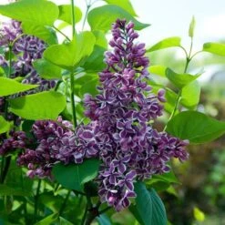 Syringa Vulgaris 'Sensation' -Planticaa Sales Store x600 13307