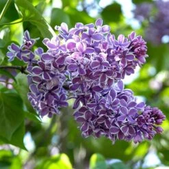Syringa Vulgaris 'Sensation' -Planticaa Sales Store x600 13308