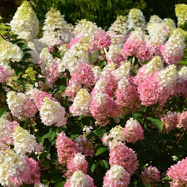 Hydrangea Paniculata Strawberry Sundae® 4 Hydrangea Paniculata Strawberry Sundae® - Image 2