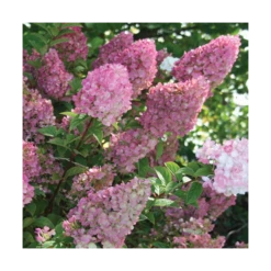 Hydrangea Paniculata Strawberry Sundae® 7 Hydrangea Paniculata Strawberry Sundae® -Planticaa Sales Store x600 13330