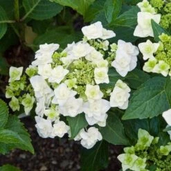 Hydrangea Macrophylla 'Wedding Gown' 8 Hydrangea Macrophylla 'Wedding Gown' -Planticaa Sales Store x600 13334