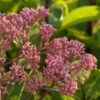 Eupatorium Dubium 'Baby Joe' -Planticaa Sales Store x600 13335